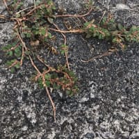 トウダイグサの仲間