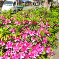 方南通りのつつじ