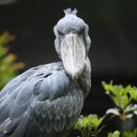 千葉市動物園へ