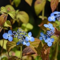 鉢植えのヤマアジサイ　ｇ、土佐ノ海