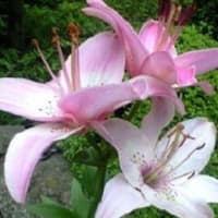 ６月　２７日