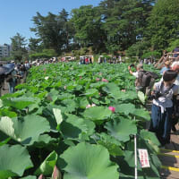 千葉公園の大賀ハスまつり