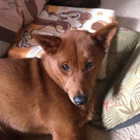 茶〜ちゃん、その寝方はないでしょ〜の巻