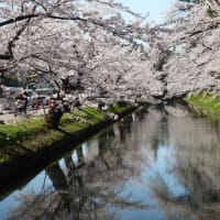 2025みちのく三大桜名所・弘前公園