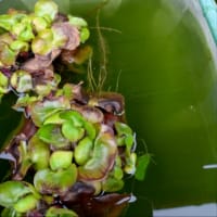 菖蒲祭り。