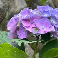 「紫陽花の季節感」