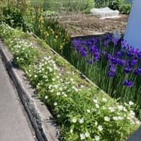 わが家のテッセン花散る