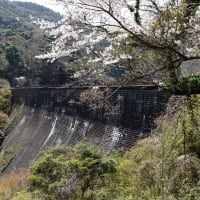 100年の時を経た河内堰提は鮮やかな桜がよく似合う・・・北九州市八幡東区