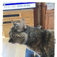 サニーの時間外通院