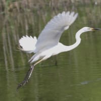 シジュウカラとコマツナギの花