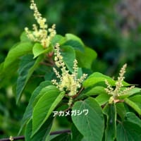 ６月23日月曜日は雨☔