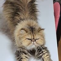 Ｗ親不知で喋りにくい😿