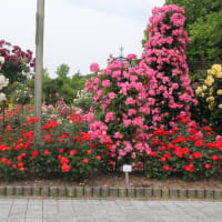 庄境公園のバラ