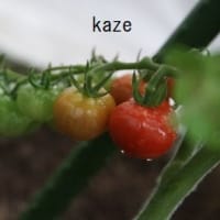 菜園