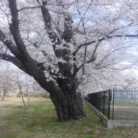 「軽井沢周辺」西軽井沢・医療センター・桜古木大木～写真と短歌で綴る世界文化紀行