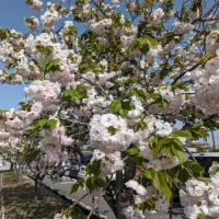 佐保神社境内、バスターミナル駐車場の八重桜