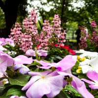 日比谷公園の花々２