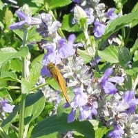 公園花壇のセセリチョウ～🦋