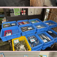 佐島魚港の魚屋で念願の活タコはゲット出来ずに。
