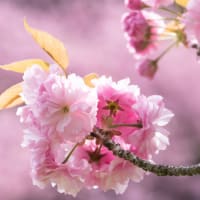 八重桜