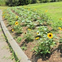 園芸センターの花たち