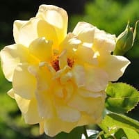 花房
