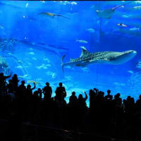 沖縄美ら海水族館（前篇）