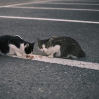 八女の温泉猫