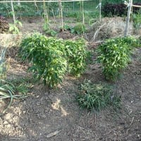 夏の草刈りの新兵器　片手操作の水筒ゲット(2025/7/11)