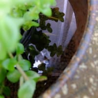 ビオトープにめだか入れる～＆鉢植え果樹の様子♪（＾ー＾*