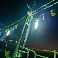 夜焚きイカ　初出船