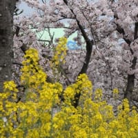 通りすがりの桜並木～2024年4月6日