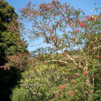 白露の候【瑞泉寺】芙蓉は元気よく、タマアジサイがキレイでした