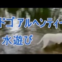 水遊びをするドゴアルヘンティーノをご覧ください。白い犬