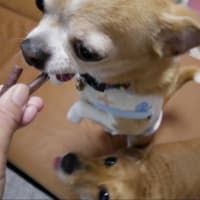 1年ぶり～のぐりお泊まり♥️