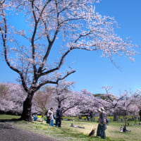桜華やぐ季節　(Ⅴ）