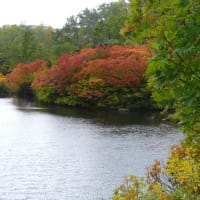 大雪山系の紅葉　月　ブドウ