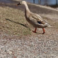 エェ〜ッ今度は鳥インフルエンザ