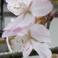 ベニヤマザクラ開花･･･