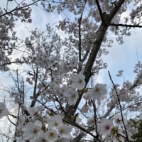 桜スイーツ✿