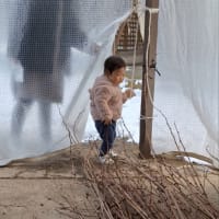 私にとって得るものの多かった楮の枝払い作業でした