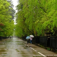  緑の街に雨が降る