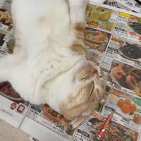 西の日常の一部を
