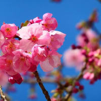 続・桜の開花状況