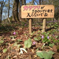 幸せの白いカタクリ