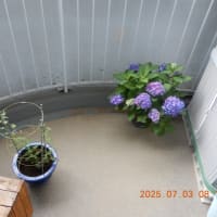 ベランダは夏の花ざかり