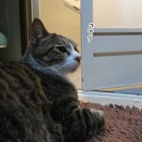 しっとりバスマットの上