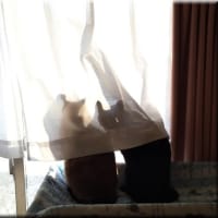 続・引っ越しネタ