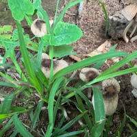 オサンポ walk - 植物plant : きのこ？(なので植物ではない？) mushroom?