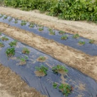 苺・玉ねぎ苗の定植とエンドウの種蒔き